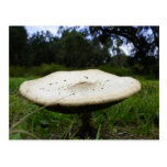 Mushroom Post Card