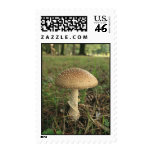 Mushroom Postage Stamps