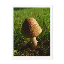 Mushroom Postcard