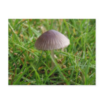 Mushroom Postcard postcards