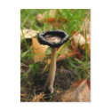 mushroom postcards