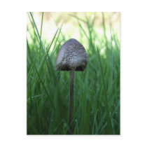 Mushroom Postcard postcards
