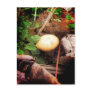 Mushroom Post Cards
