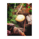 Mushroom postcards