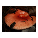 Mushroom posters