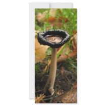 mushroom rack cards by jram36 mushroom rack cards