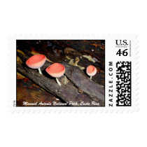 Mushroom Spiders, Manuel Antonio National Park postage by puravida08 Mushroom Spiders, Manuel Antonio National Park postage