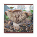 Mushroom under Cedar ~ magnet