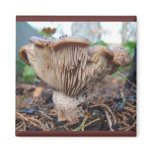 Mushroom under Cedar ~ magnet