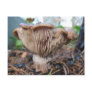 Mushroom under Cedar ~ postcard