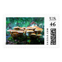 mushroom village postage