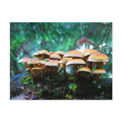 mushroom village postcards by Eyefish