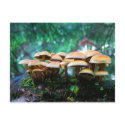 mushroom village postcards by Eyefish mushroom village postcards