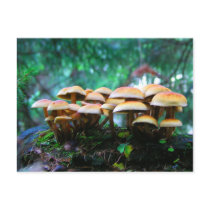 mushroom village postcards