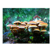 mushroom village postcards