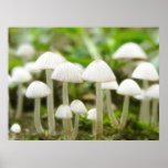 Mushroom World Poster