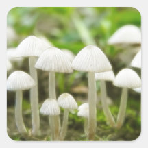 Mushroom World Sticker