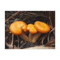 Mushrooms 299 ~ postcard by Andy2302 Mushrooms 299 ~ postcard