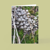 "Mushrooms at Edlingham Castle" cards