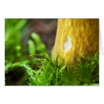 Mushrooms Cards