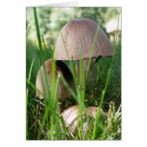 Mushrooms cards by dannamarie72 Mushrooms cards