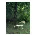 Mushrooms for Pat Poster posters by Poetlady Mushrooms for Pat Poster posters
