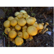 Mushrooms Fungus photo sculptures