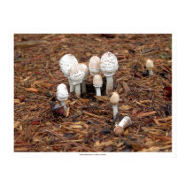 Mushrooms Mourn a Fallen Comrade posters by cherylasmith Mushrooms Mourn a Fallen Comrade posters