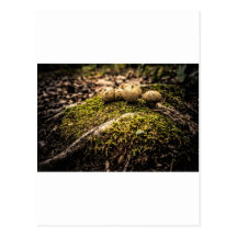 Mushrooms on a mossy mound post card