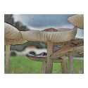 Mushrooms On Glass posters by JimL Mushrooms On Glass posters