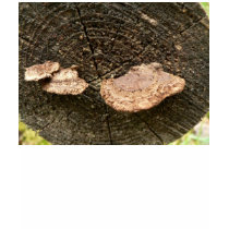 Mushrooms On Tree Log t-shirts by lifesphere Mushrooms On Tree Log t-shirts