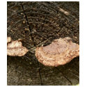 Mushrooms On Tree Log t-shirts by lifesphere Mushrooms On Tree Log t-shirts