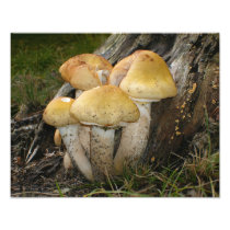 Mushrooms Art Photo
