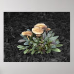 Mushrooms Photograph Posters