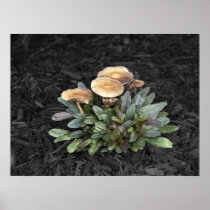 Mushrooms Photograph Posters
