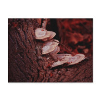 Mushrooms Postcard