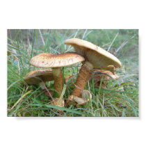 mushrooms posters