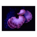 Mushrooms posters by JasonWarren Mushrooms posters