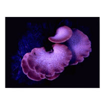 Mushrooms posters