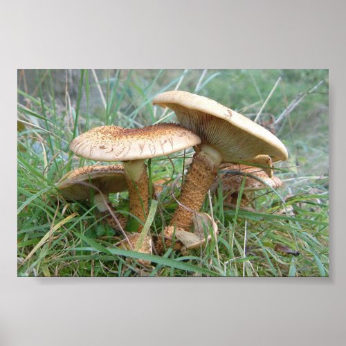 mushrooms by Libby