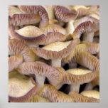 Mushrooms Poster