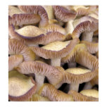 Mushrooms posters