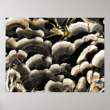 Mushrooms Print