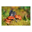 Mushroon Beauty posters