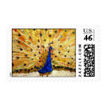 Musical Peacock Postage Stamp stamps