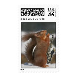 Musical Squirrel Postage