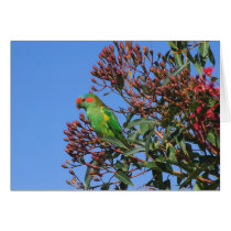 Musk Lorikeet Card