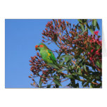 Musk Lorikeet Card
