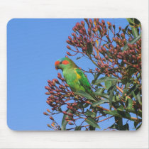 Musk Lorikeet mousepads