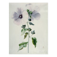 Musk Mallow, 18th century Post Cards